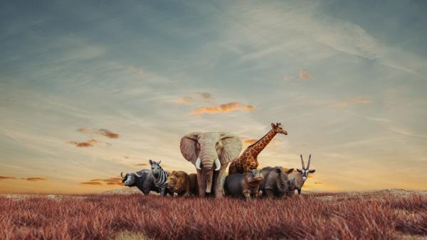 ЮЖНА АФРИКА – УНИКАЛНА ПРИРОДА