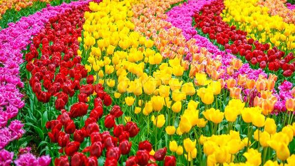 ПРАЗНИКА НА ЛАЛЕТО В  ИСТАНБУЛ